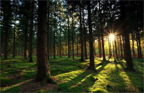 Balances en foresterie&nbsp;: mesurer la g&eacute;n&eacute;rosit&eacute; des bois